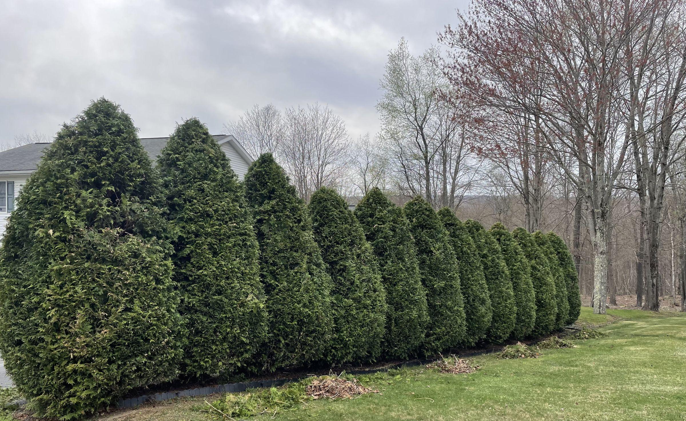 Row of trimmed arborvitae along a property line